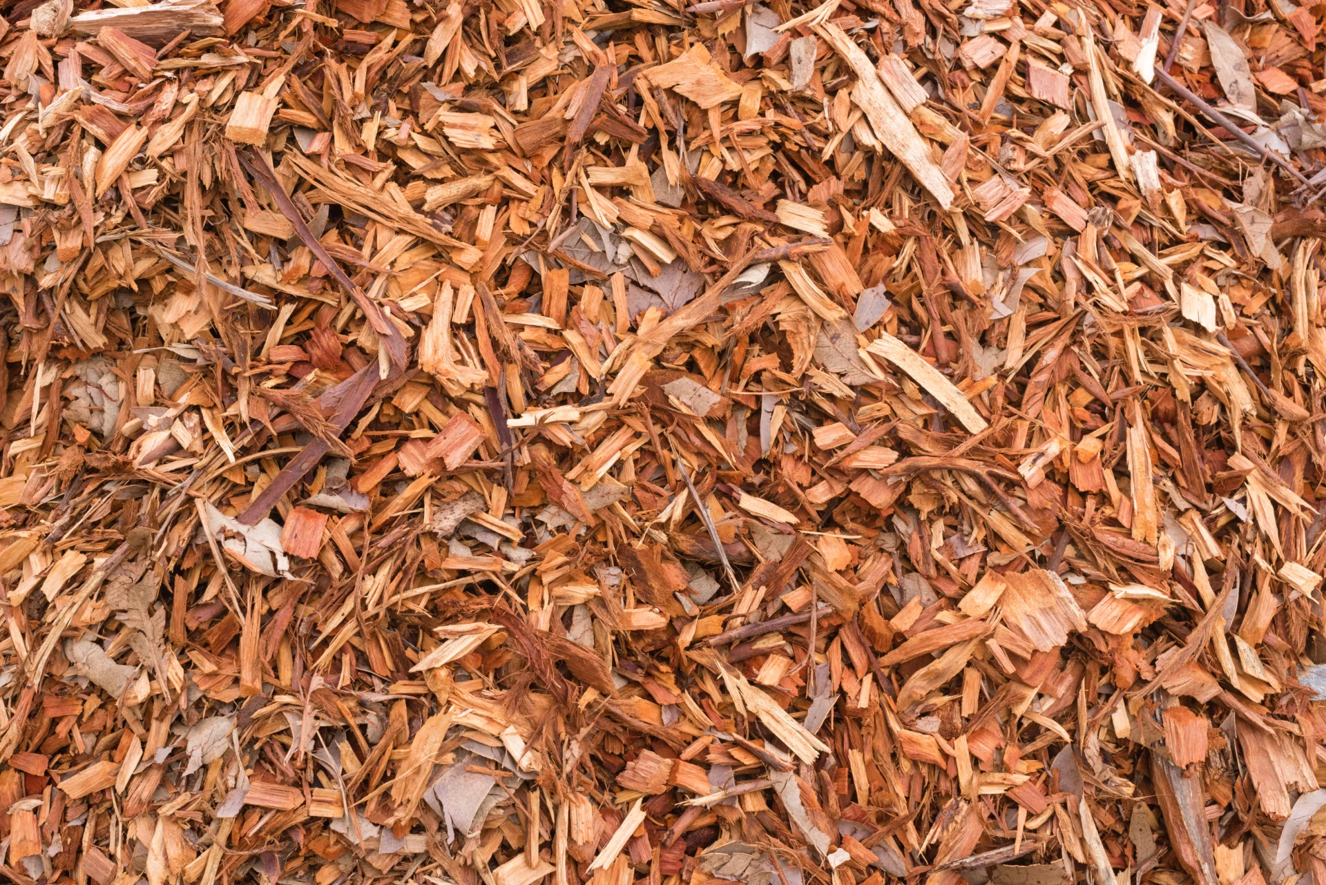 Close-up of fresh wood-chip mulch spread across the ground