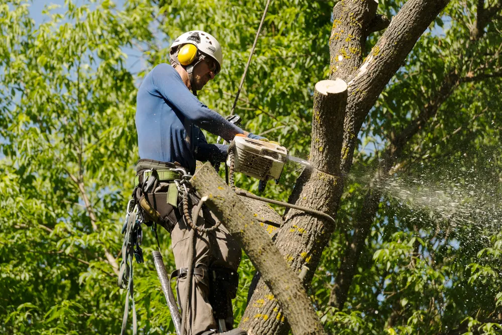 Arborist in full climbing gear pruning branches inside a green canopy