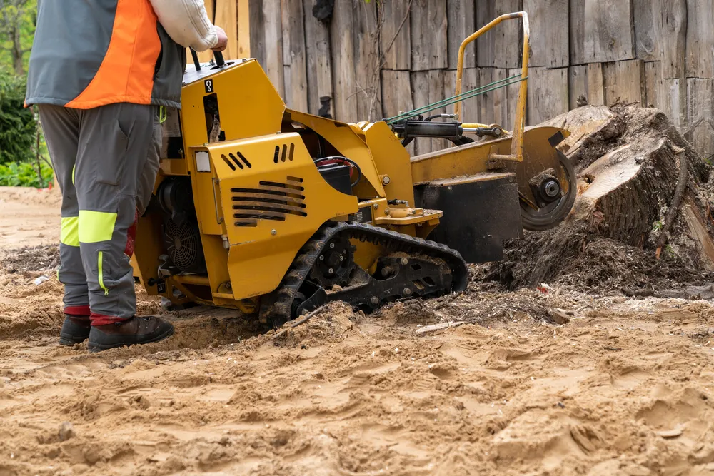 Track-mounted stump grinder working in a tight backyard space
