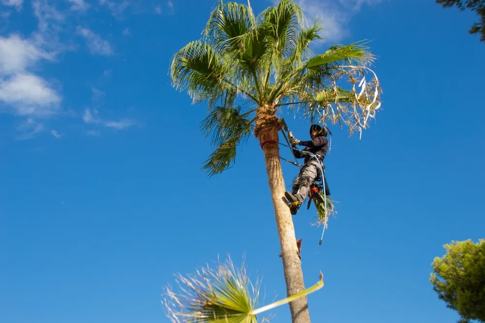 Arborist in a harness climbing a tall palm to remove fronds against a blue sky