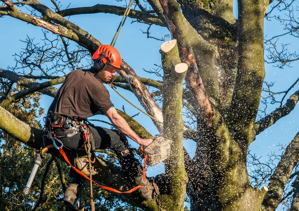 Climber mid-cut in a large tree with full rigging and harness, sawdust flying