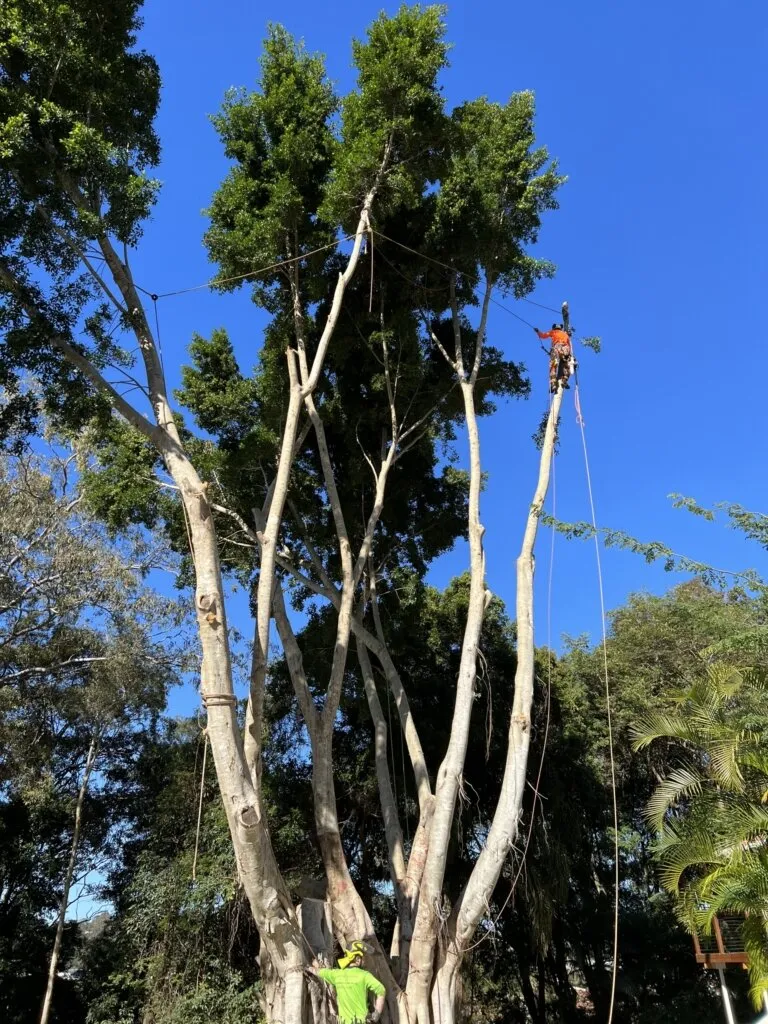 Urban Arb Solutions arborist rigging a removal with palm fronds in frame