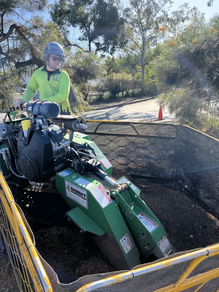 Bandit stump grinder in use removing a tree stump on the Gold Coast