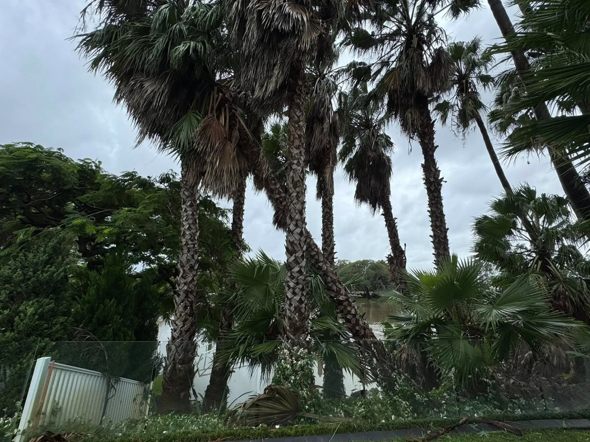 Stand of tall palm trees beside a waterway awaiting commercial tree services on the Gold Coast