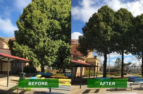Tree lopping job completed by Urban Arb Solutions in Varsity Lakes