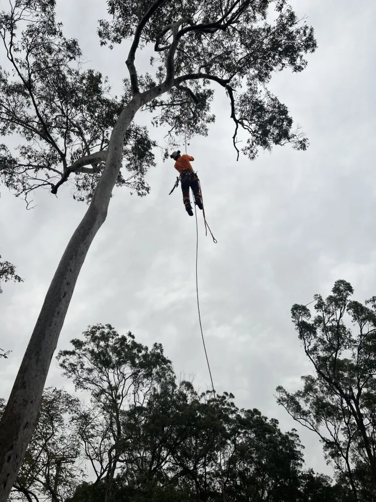 Urban Arb Solutions climber ascending a tall gum tree on a Gold Coast property