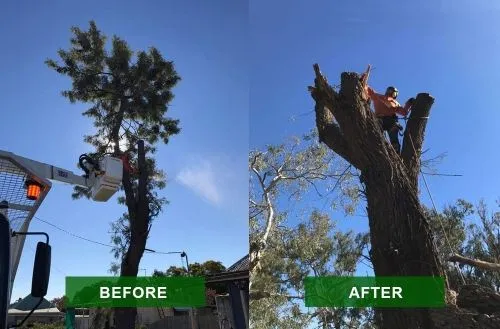 Tree trimming job by Urban Arb Solutions in Surfers Paradise