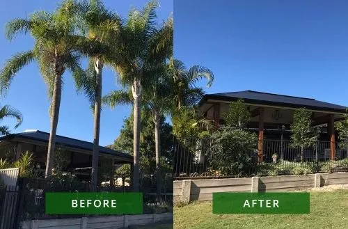 Palm tree removal carried out by Urban Arb Solutions in Robina